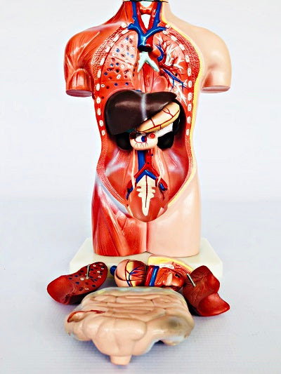 Female Torso 42cm – 15 Part IT033 19