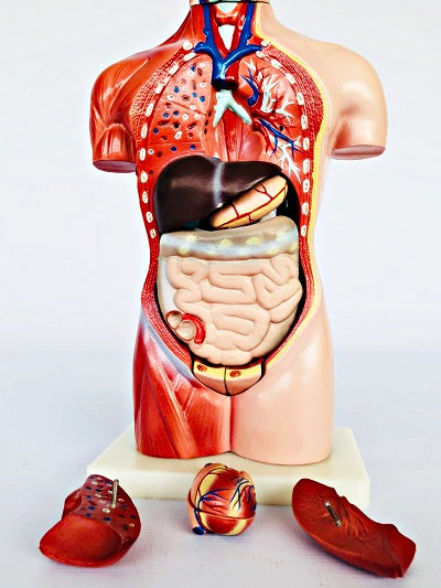 Female Torso 42cm – 15 Part IT033 7