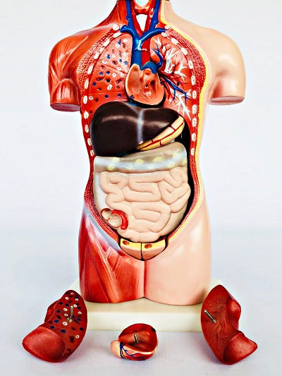 Female Torso 42cm – 15 Part IT033 14