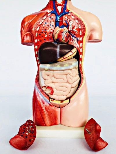 Female Torso 42cm – 15 Part IT033 15