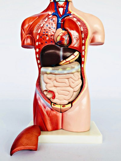 Female Torso 42cm – 15 Part IT033 16