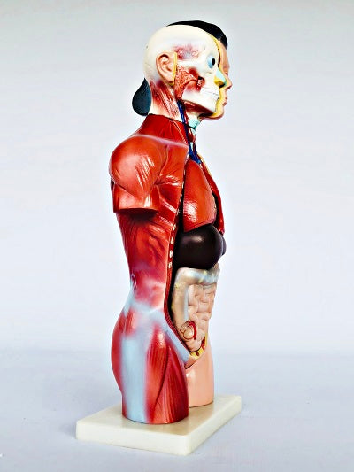 Female Torso 42cm – 15 Part IT033 10