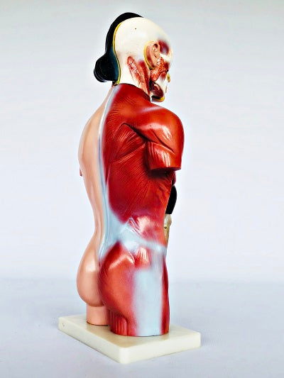 Female Torso 42cm – 15 Part IT033 9
