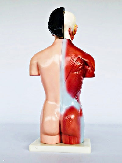 Female Torso 42cm – 15 Part IT033 11