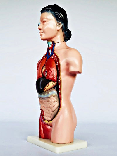 Female Torso 42cm – 15 Part IT033 8