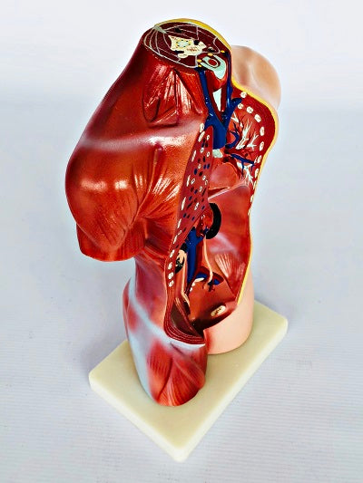 Female Torso 42cm – 15 Part IT033 5