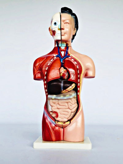 Female Torso 42cm – 15 Part IT033 12