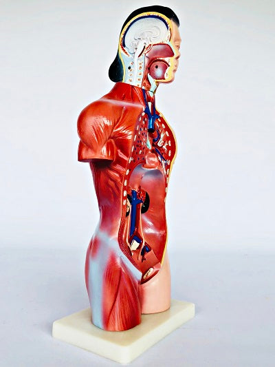 Female Torso 42cm – 15 Part IT033 4