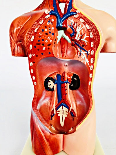 Female Torso 42cm – 15 Part IT033 6