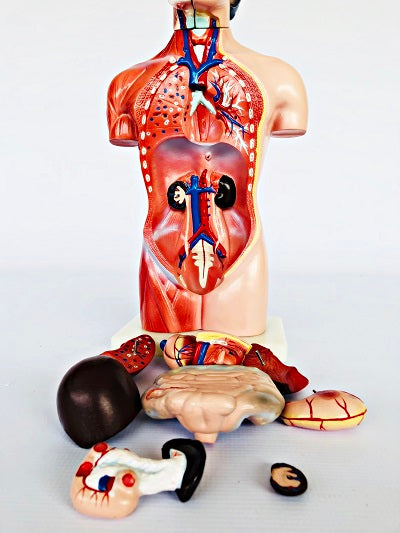 Female Torso 42cm – 15 Part IT033 3