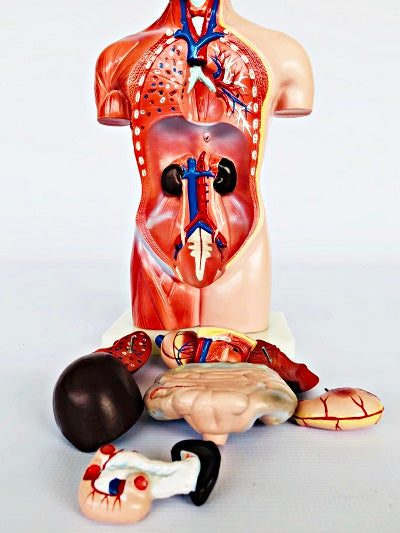 Female Torso 42cm – 15 Part IT033 20