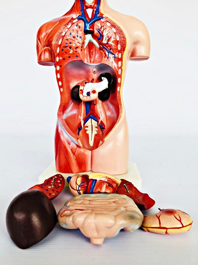 Female Torso 42cm – 15 Part IT033 17