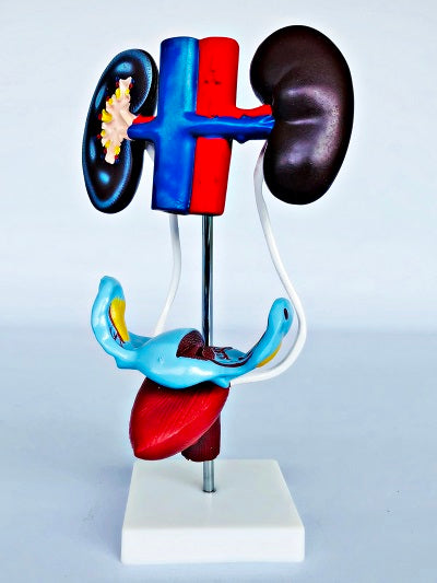 Female Urogenital System Model IT061