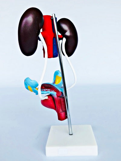 Female Urogenital System Model IT061 1