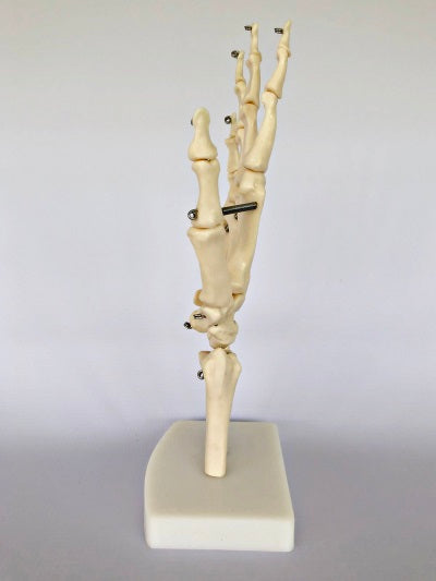 Hand Joint on Stand IT013 2