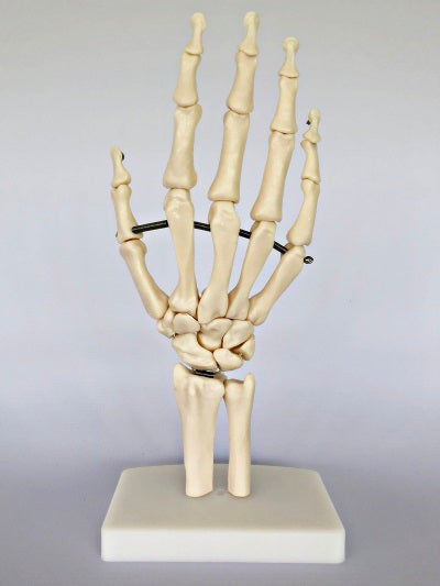 Hand Joint on Stand IT013