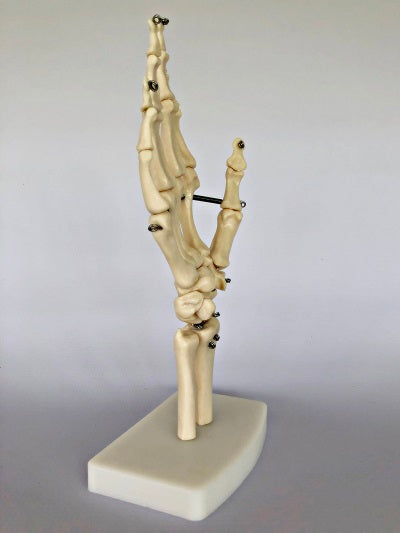 Hand Joint on Stand IT013 3