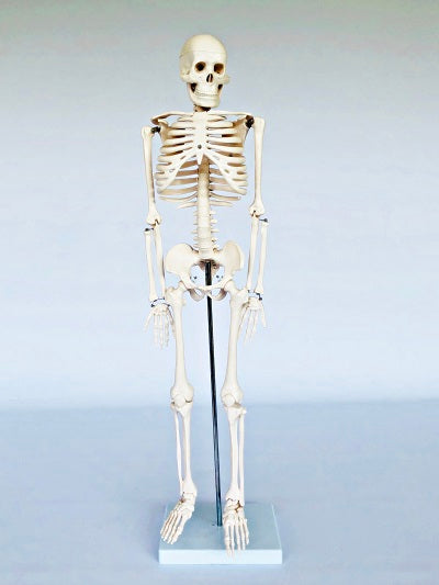 Junior Skeleton 85cm Tall It002