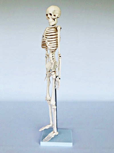 Junior Skeleton 85cm Tall It002 3