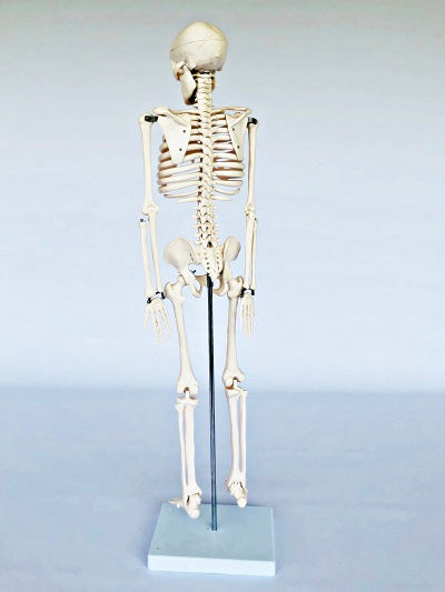 Junior Skeleton 85cm Tall It002 2