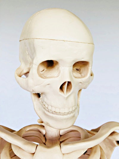 Junior Skeleton 85cm Tall It002 4