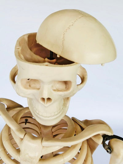 Junior Skeleton 85cm Tall It002 5