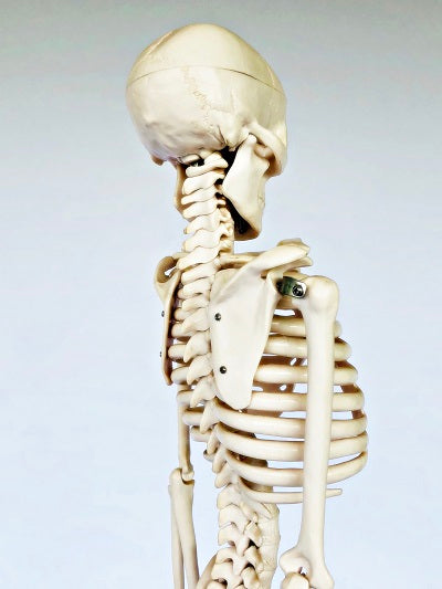 Junior Skeleton 85cm Tall It002 1