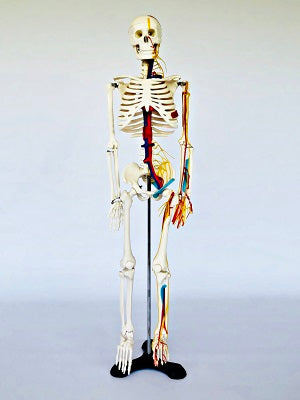 Junior Skeleton with Nerves & Blood Vessels IT004