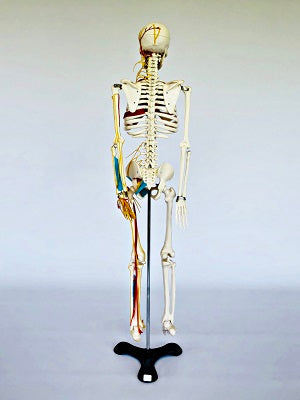 Junior Skeleton with Nerves & Blood Vessels IT004 2