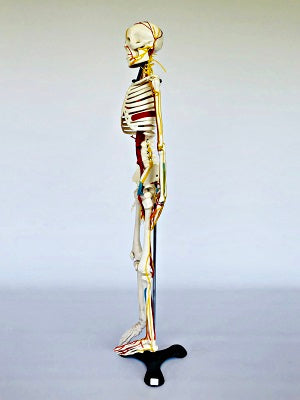 Junior Skeleton with Nerves & Blood Vessels IT004 3