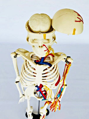 Junior Skeleton with Nerves & Blood Vessels IT004 4