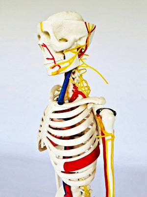 Junior Skeleton with Nerves & Blood Vessels IT004 5