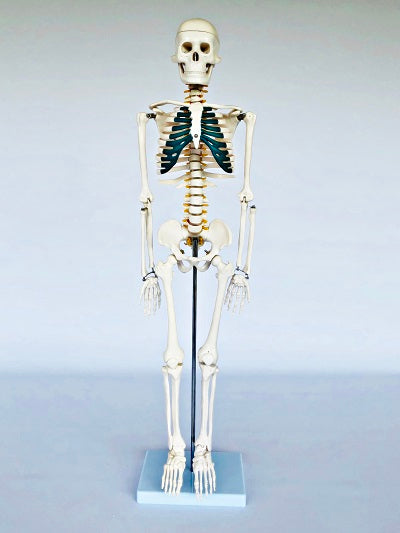 Junior Skeleton with Spinal Nerves 85cm IT-003