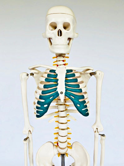 Junior Skeleton with Spinal Nerves 85cm IT-003 6
