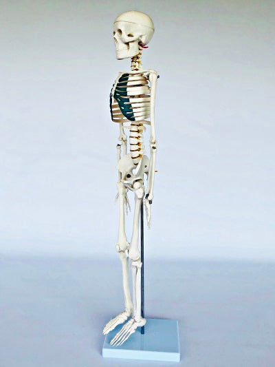 Junior Skeleton with Spinal Nerves 85cm IT-003 5
