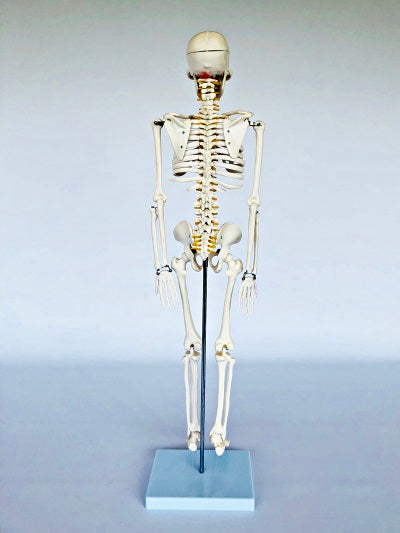 Junior Skeleton with Spinal Nerves 85cm IT-003 4