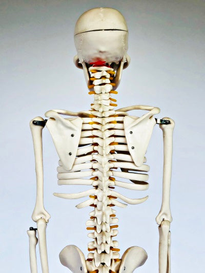 Junior Skeleton with Spinal Nerves 85cm IT-003 3