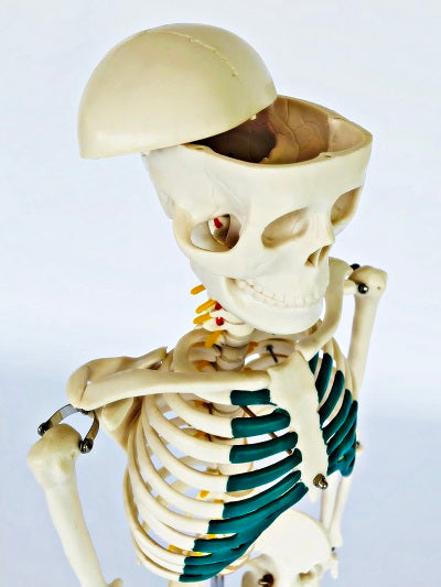 Junior Skeleton with Spinal Nerves 85cm IT-003 2