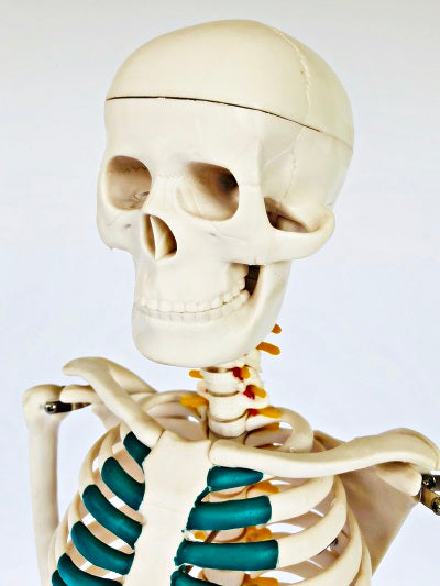 Junior Skeleton with Spinal Nerves 85cm IT-003 1