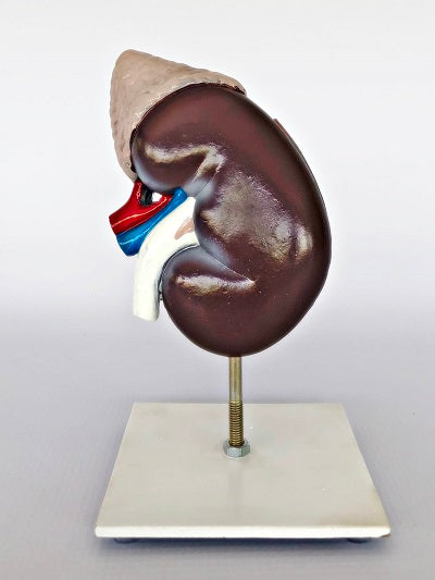 Kidney – 2-part IT050