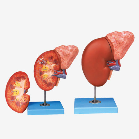 Kidney and Adrenal Gland