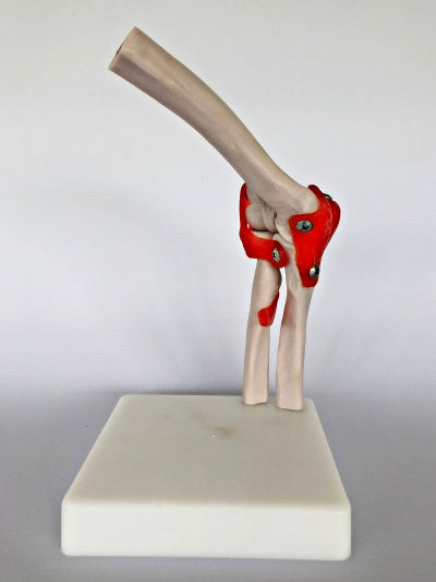 Life Size Elbow Joint IT011 1