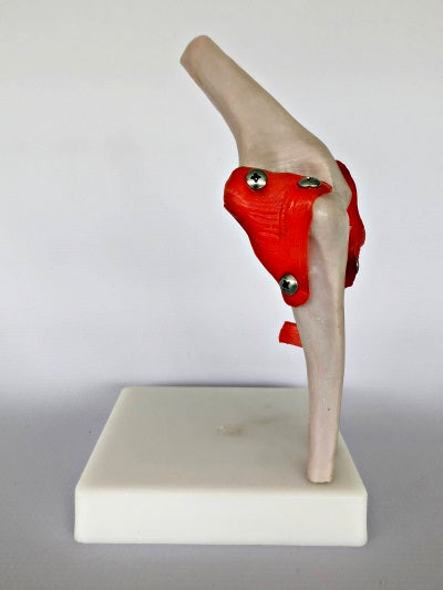 Life Size Elbow Joint IT011