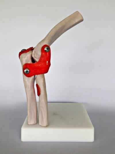 Life Size Elbow Joint IT011 3