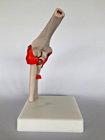 Life Size Elbow Joint IT011 4