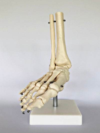 Life Size Foot Joint IT012
