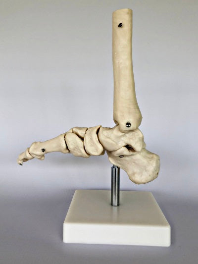 Life Size Foot Joint IT012 1