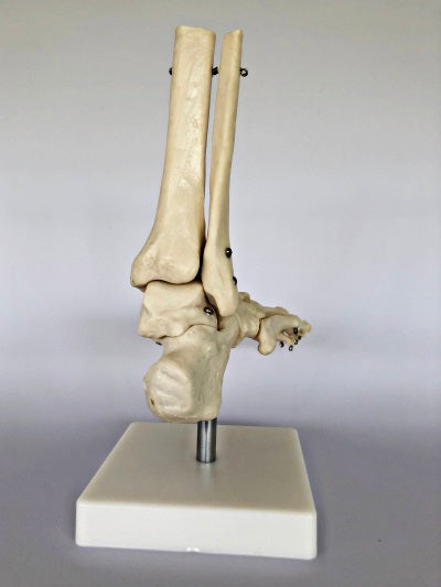 Life Size Foot Joint IT012 2