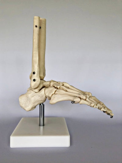 Life Size Foot Joint IT012 3