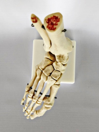 Life Size Foot Joint IT012 4